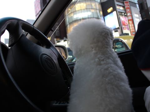 ビションフリーゼ子犬フントヒュッテこいぬ家族募集里親関東_3140.jpg