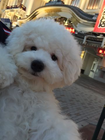 ビションフリーゼ子犬フントヒュッテこいぬ家族募集里親関東_3142.jpg