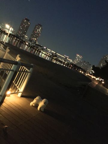 ビションフリーゼ子犬フントヒュッテこいぬ家族募集里親関東_3148.jpg