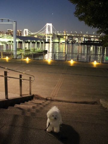ビションフリーゼ子犬フントヒュッテこいぬ家族募集里親関東_3149.jpg