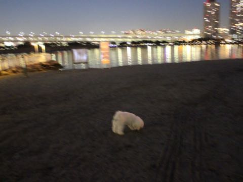 ビションフリーゼ子犬フントヒュッテこいぬ家族募集里親関東_3152.jpg