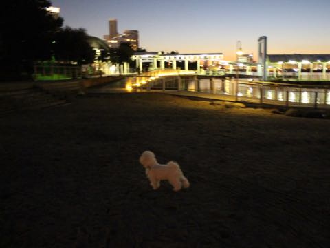 ビションフリーゼ子犬フントヒュッテこいぬ家族募集里親関東_3154.jpg