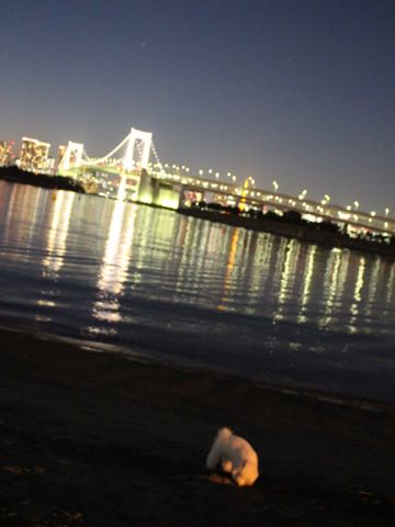 ビションフリーゼ子犬フントヒュッテこいぬ家族募集里親関東_3156.jpg