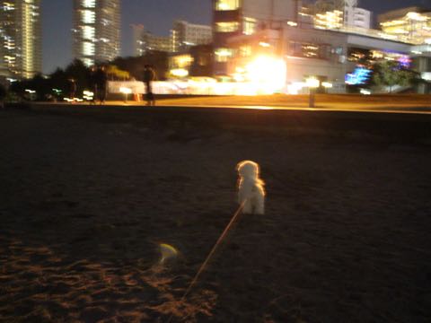 ビションフリーゼ子犬フントヒュッテこいぬ家族募集里親関東_3157.jpg