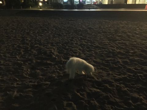 ビションフリーゼ子犬フントヒュッテこいぬ家族募集里親関東_3158.jpg