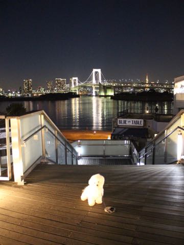 ビションフリーゼ子犬フントヒュッテこいぬ家族募集里親関東_3161.jpg