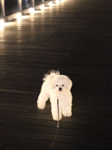 ビションフリーゼ子犬フントヒュッテこいぬ家族募集里親関東_3162.jpg