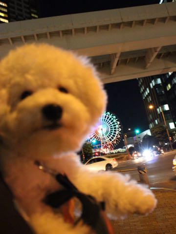 ビションフリーゼ子犬フントヒュッテこいぬ家族募集里親関東_3170.jpg