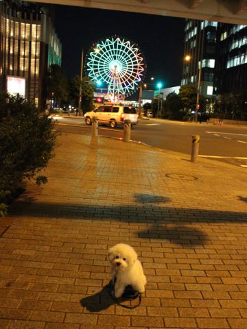 ビションフリーゼ子犬フントヒュッテこいぬ家族募集里親関東_3171.jpg
