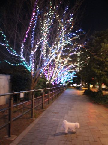 ビションフリーゼ子犬フントヒュッテこいぬ家族募集里親関東_3178.jpg