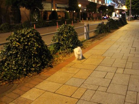 ビションフリーゼ子犬フントヒュッテこいぬ家族募集里親関東_3180.jpg