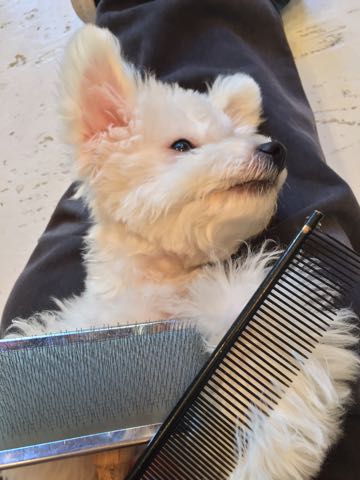 ビションフリーゼ子犬フントヒュッテこいぬ家族募集里親関東_3194.jpg