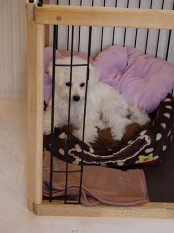 ビションフリーゼ子犬フントヒュッテこいぬ家族募集里親関東_3312.jpg