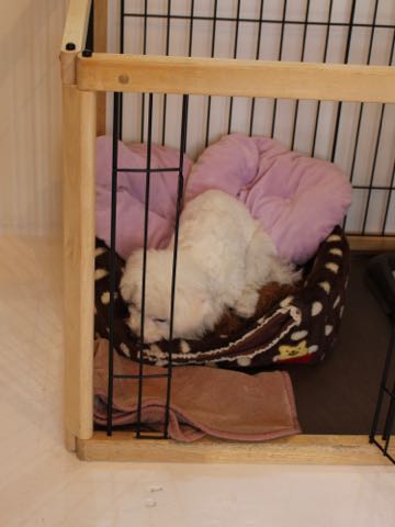 ビションフリーゼ子犬フントヒュッテこいぬ家族募集里親関東_3313.jpg