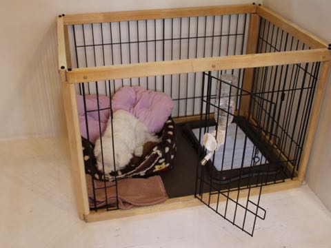 ビションフリーゼ子犬フントヒュッテこいぬ家族募集里親関東_3314.jpg