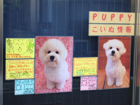ビションフリーゼ子犬フントヒュッテこいぬ家族募集里親関東_3317.jpg
