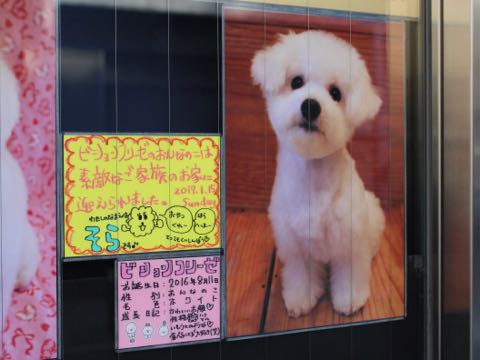ビションフリーゼ子犬フントヒュッテこいぬ家族募集里親関東_3319.jpg