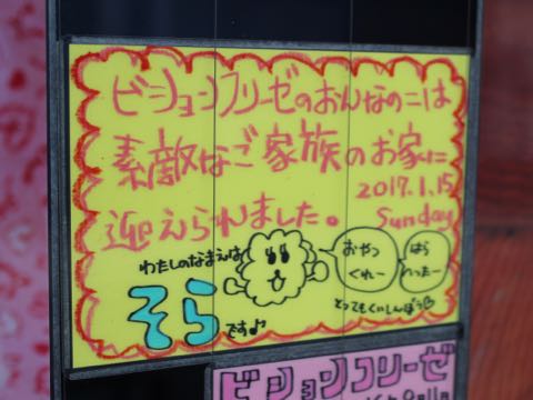 ビションフリーゼ子犬フントヒュッテこいぬ家族募集里親関東_3321.jpg