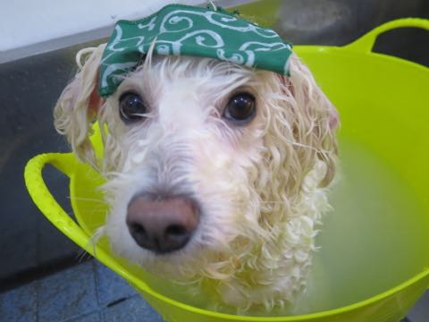 ビションフリーゼトリミング文京区フントヒュッテ駒込hundehutteビションフリーゼカット画像ビションカット都内ペットホテル料金東京犬温泉効果_1.jpg