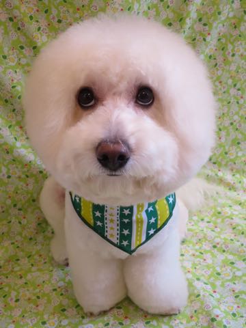 ビションフリーゼトリミング文京区フントヒュッテ駒込hundehutteビションフリーゼカット画像ビションカット都内ペットホテル料金東京犬温泉効果_2.jpg