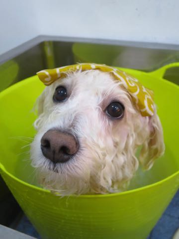 ビションフリーゼトリミング文京区フントヒュッテ駒込hundehutteビションフリーゼカット画像ビションカット都内ペットホテル料金東京犬温泉効果_3.jpg