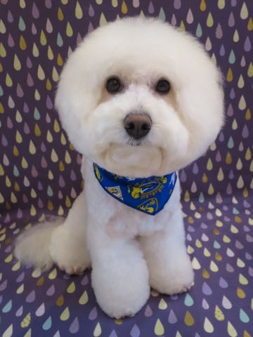 ビションフリーゼトリミング文京区フントヒュッテ駒込hundehutteビションフリーゼカット画像ビションカット都内ペットホテル料金東京犬温泉効果_5.jpg