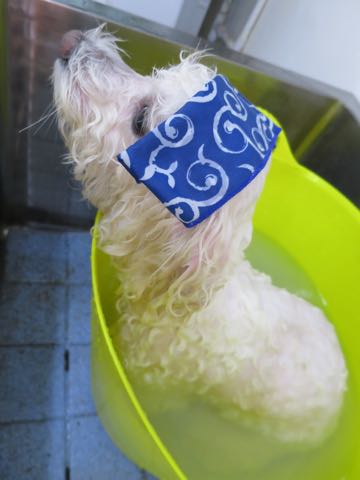 ビションフリーゼトリミング文京区フントヒュッテ駒込hundehutteビションフリーゼカット画像ビションカット都内ペットホテル料金東京犬温泉効果_6.jpg
