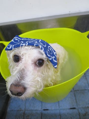ビションフリーゼトリミング文京区フントヒュッテ駒込hundehutteビションフリーゼカット画像ビションカット都内ペットホテル料金東京犬温泉効果_7.jpg