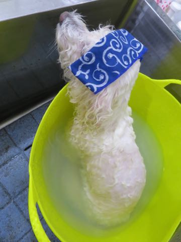 ビションフリーゼトリミング文京区フントヒュッテ駒込hundehutteビションフリーゼカット画像ビションカット都内ペットホテル料金東京犬温泉効果_8.jpg