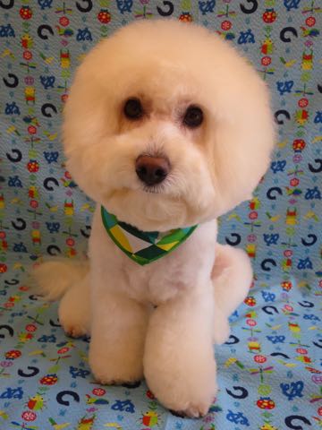 ビションフリーゼトリミング文京区フントヒュッテ駒込hundehutteビションフリーゼカット画像ビションカット都内ペットホテル料金東京犬温泉効果_10.jpg