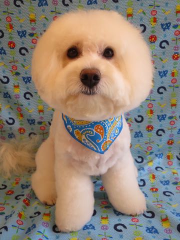 ビションフリーゼトリミング文京区フントヒュッテ駒込hundehutteビションフリーゼカット画像ビションカット都内ペットホテル料金東京犬温泉効果_13.jpg