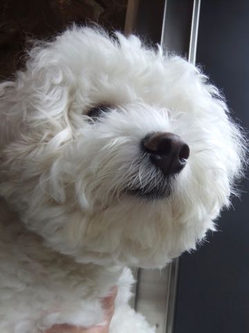 ビションフリーゼトリミング文京区フントヒュッテ駒込hundehutteビションフリーゼカット画像ビションカット都内ペットホテル料金東京犬温泉効果_15.jpg