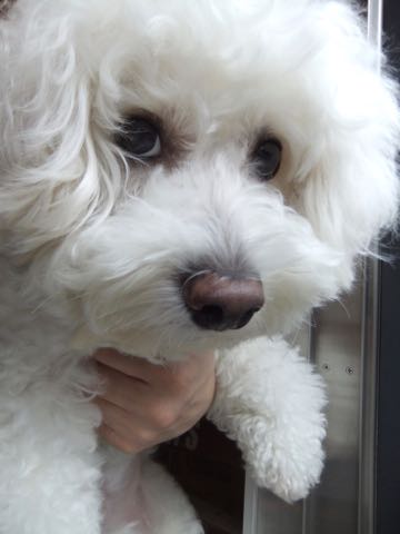 ビションフリーゼトリミング文京区フントヒュッテ駒込hundehutteビションフリーゼカット画像ビションカット都内ペットホテル料金東京犬温泉効果_16.jpg