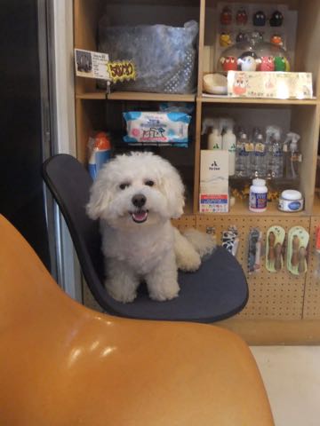 ビションフリーゼトリミング文京区フントヒュッテ駒込hundehutteビションフリーゼカット画像ビションカット都内ペットホテル料金東京犬温泉効果_17.jpg