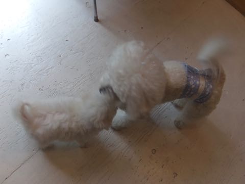ビションフリーゼトリミング文京区フントヒュッテ駒込hundehutteビションフリーゼカット画像ビションカット都内ペットホテル料金東京犬温泉効果_19.jpg