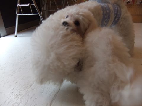 ビションフリーゼトリミング文京区フントヒュッテ駒込hundehutteビションフリーゼカット画像ビションカット都内ペットホテル料金東京犬温泉効果_20.jpg