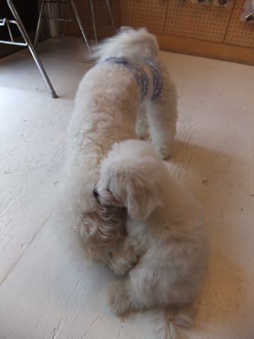 ビションフリーゼトリミング文京区フントヒュッテ駒込hundehutteビションフリーゼカット画像ビションカット都内ペットホテル料金東京犬温泉効果_21.jpg