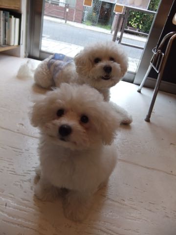 ビションフリーゼトリミング文京区フントヒュッテ駒込hundehutteビションフリーゼカット画像ビションカット都内ペットホテル料金東京犬温泉効果_22.jpg