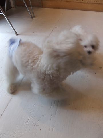 ビションフリーゼトリミング文京区フントヒュッテ駒込hundehutteビションフリーゼカット画像ビションカット都内ペットホテル料金東京犬温泉効果_23.jpg