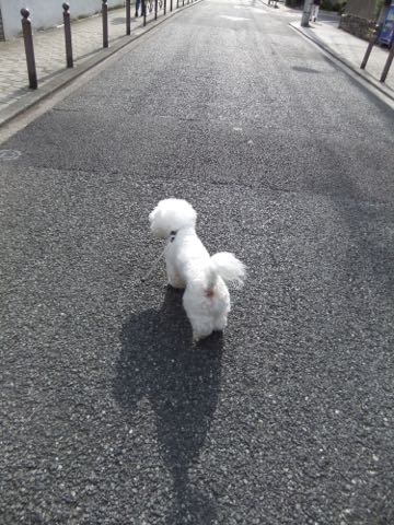 ビションフリーゼトリミング文京区フントヒュッテ駒込hundehutteビションフリーゼカット画像ビションカット都内ペットホテル料金東京犬温泉効果_25.jpg