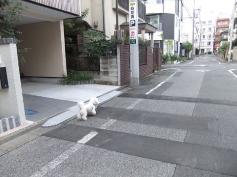 ビションフリーゼトリミング文京区フントヒュッテ駒込hundehutteビションフリーゼカット画像ビションカット都内ペットホテル料金東京犬温泉効果_26.jpg
