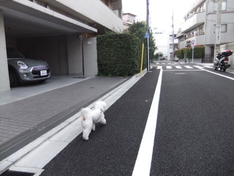 ビションフリーゼトリミング文京区フントヒュッテ駒込hundehutteビションフリーゼカット画像ビションカット都内ペットホテル料金東京犬温泉効果_27.jpg