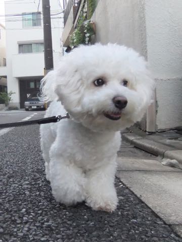 ビションフリーゼトリミング文京区フントヒュッテ駒込hundehutteビションフリーゼカット画像ビションカット都内ペットホテル料金東京犬温泉効果_28.jpg