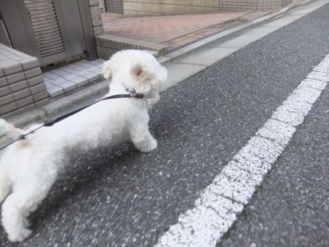 ビションフリーゼトリミング文京区フントヒュッテ駒込hundehutteビションフリーゼカット画像ビションカット都内ペットホテル料金東京犬温泉効果_29.jpg
