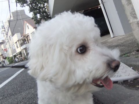 ビションフリーゼトリミング文京区フントヒュッテ駒込hundehutteビションフリーゼカット画像ビションカット都内ペットホテル料金東京犬温泉効果_30.jpg