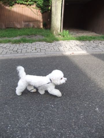 ビションフリーゼトリミング文京区フントヒュッテ駒込hundehutteビションフリーゼカット画像ビションカット都内ペットホテル料金東京犬温泉効果_31.jpg