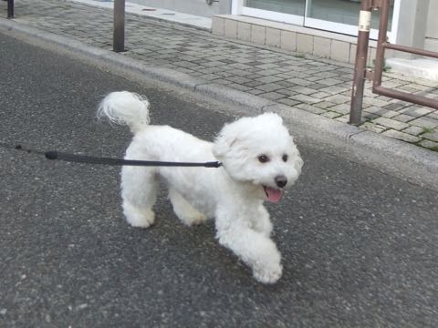 ビションフリーゼトリミング文京区フントヒュッテ駒込hundehutteビションフリーゼカット画像ビションカット都内ペットホテル料金東京犬温泉効果_32.jpg