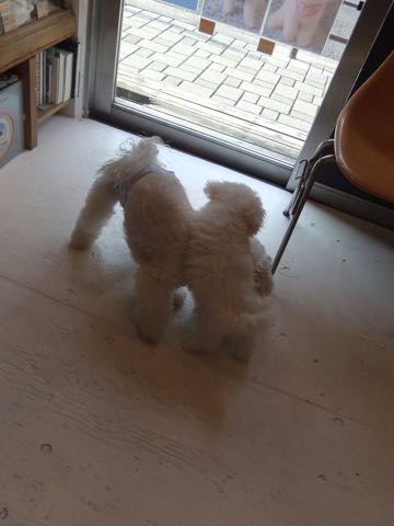 ビションフリーゼトリミング文京区フントヒュッテ駒込hundehutteビションフリーゼカット画像ビションカット都内ペットホテル料金東京犬温泉効果_33.jpg