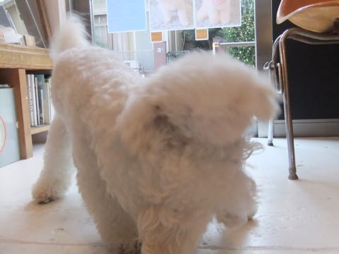 ビションフリーゼトリミング文京区フントヒュッテ駒込hundehutteビションフリーゼカット画像ビションカット都内ペットホテル料金東京犬温泉効果_34.jpg