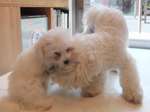 ビションフリーゼトリミング文京区フントヒュッテ駒込hundehutteビションフリーゼカット画像ビションカット都内ペットホテル料金東京犬温泉効果_35.jpg